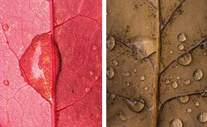 I Photographed Hundreds Of Leaves To Show The Beauty Of Diversity And Imperfection