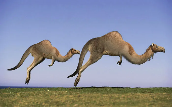 'new Species' Discovered In Australian Outback