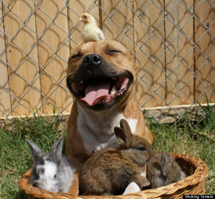 201 Smiling Animals That Will Instantly Make You Smile