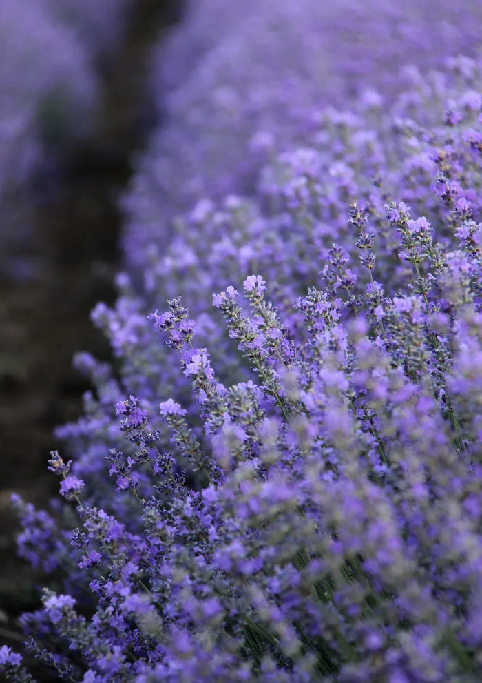 Bulgarian Lavender