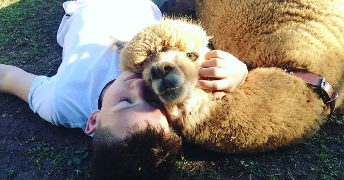 Boy’s Parents Said No To Getting A Dog, So He Got An Alpaca Instead