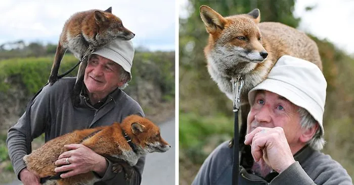 This Man Rescued These Foxes And Now They Won't Leave His Side