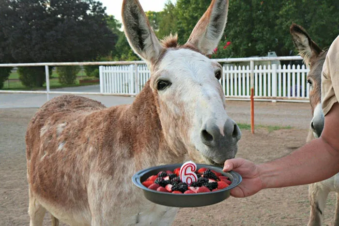 Animal Celebrating Birthday