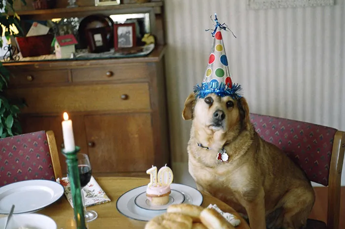 The Dog Turns 10