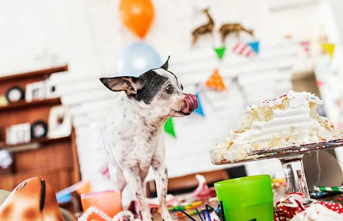 Best Birthday Party Ever