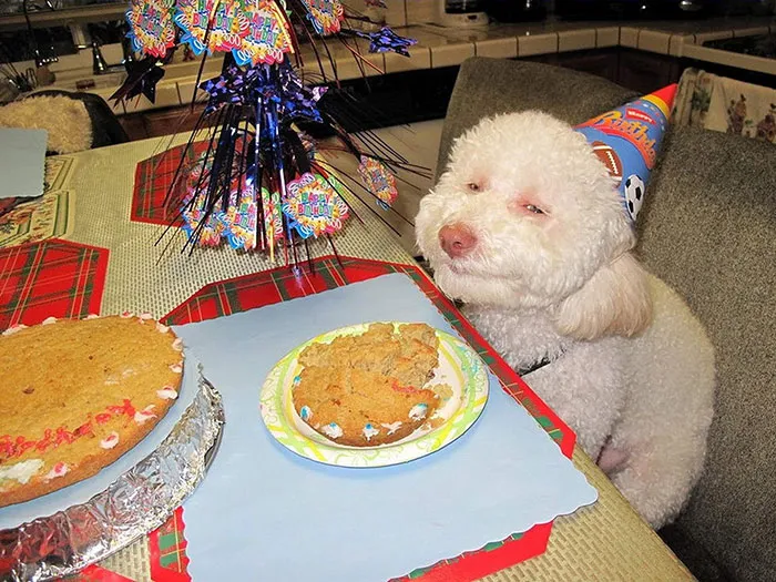 Do You Have Any More Of This Space Cake?