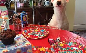 112 Pets Having Better Birthday Parties Than You