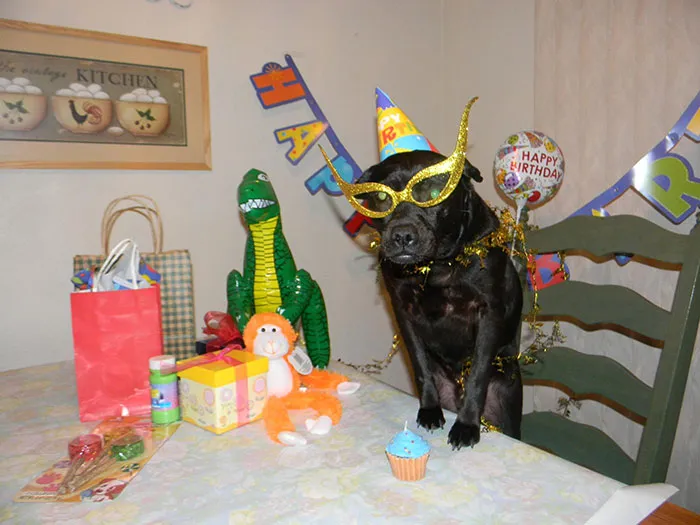 My Mom Celebrated My Dogs Birthday. I Go To College And This Is What Happens