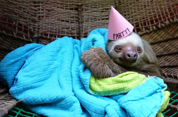 My Birthday Party