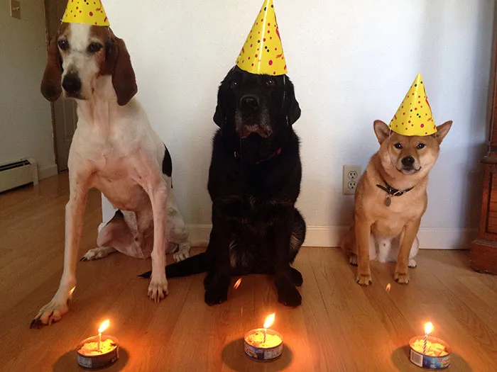 My Wife Was Upset She Was Out Of Town On Sake's (orange One) First Birthday. So I Sent Her This