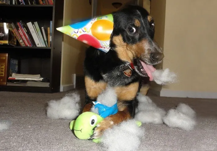 Some Stuffed Animals To Destroy!