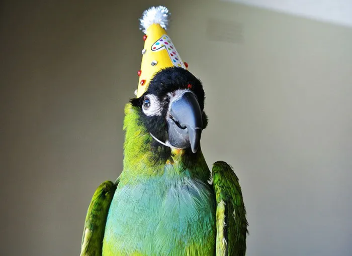 It's Mimi's 1st Hatchday Today!