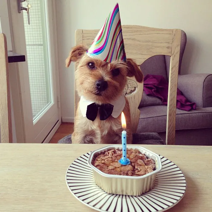 Our Puppy's First Birthday