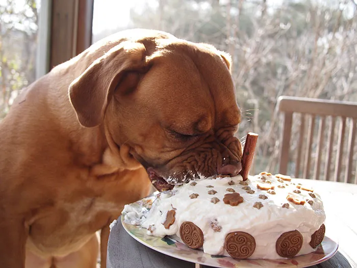 Margaux's Adoption Day Celebration (1 Year)