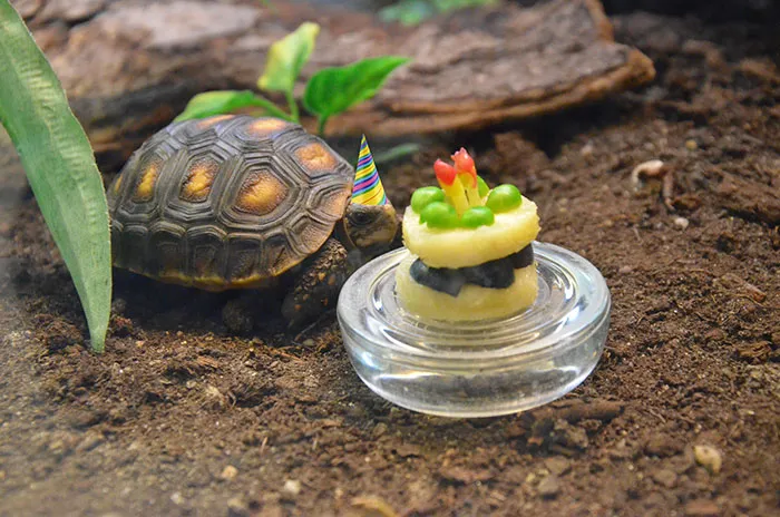 Tortellini Turns Two