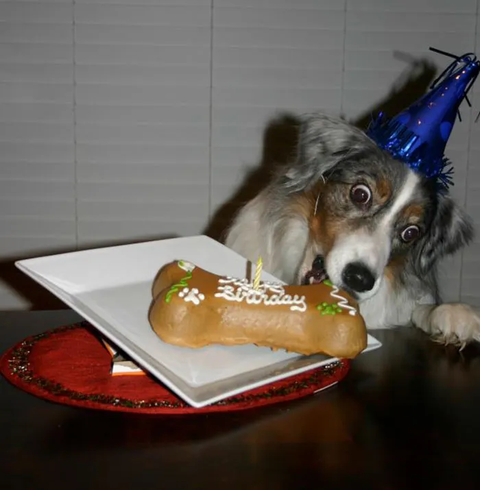I Work At A Doggie Daycare That Sells Dog Cakes. A Client Sent Us This Picture Of Their Dog
