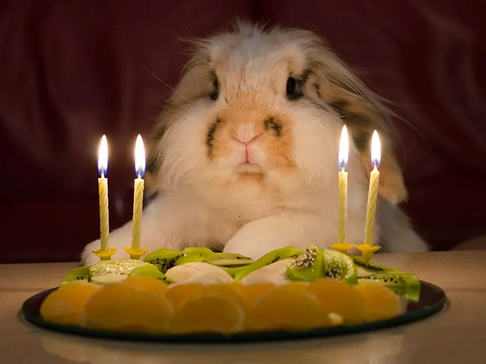 Poipoi's Fourth Birthday