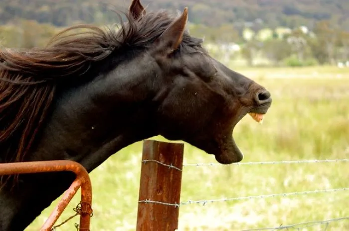 201 Smiling Animals That Will Instantly Make You Smile