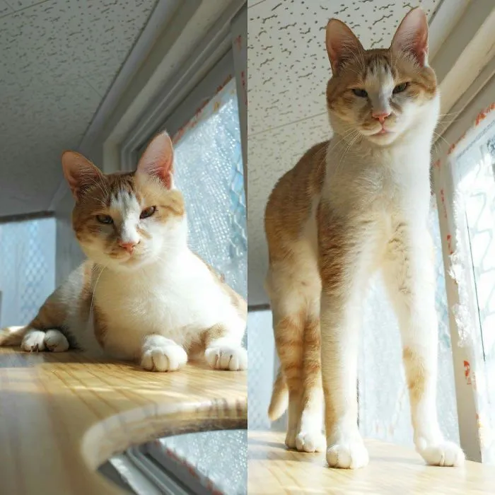 Pero - Nabiya Cat Shelter,seoul