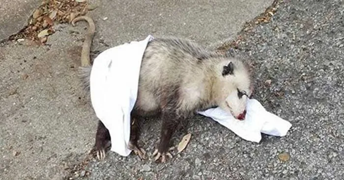 Pregnant Opossum Found "Dead" Hugs The Human That Saved Her Life