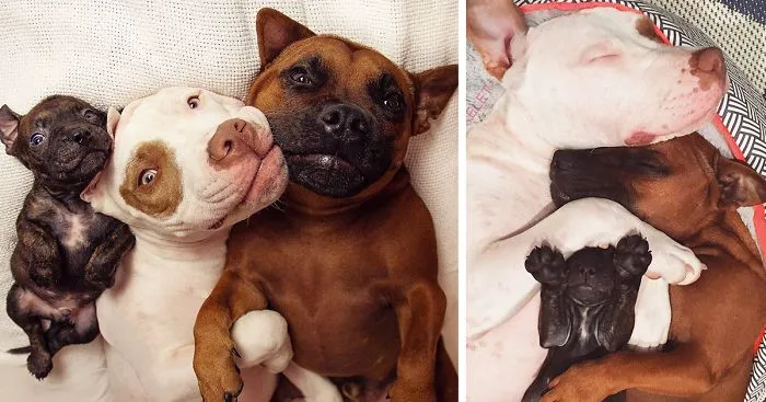 Rescue Dogs Adopt Potato