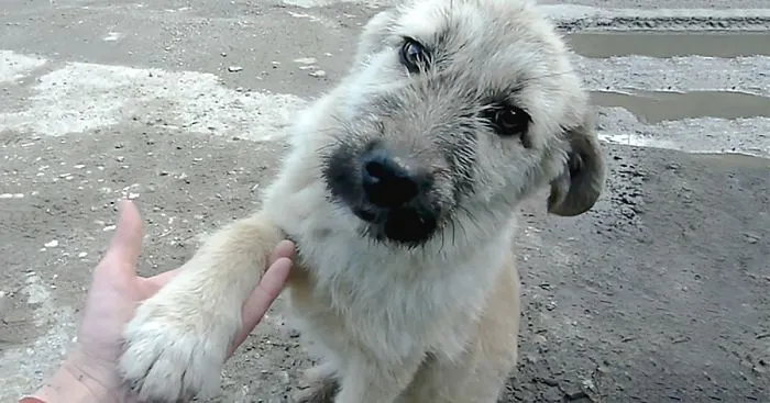 Stray Puppy Shakes Rescuer's Hand After He Saves His Life