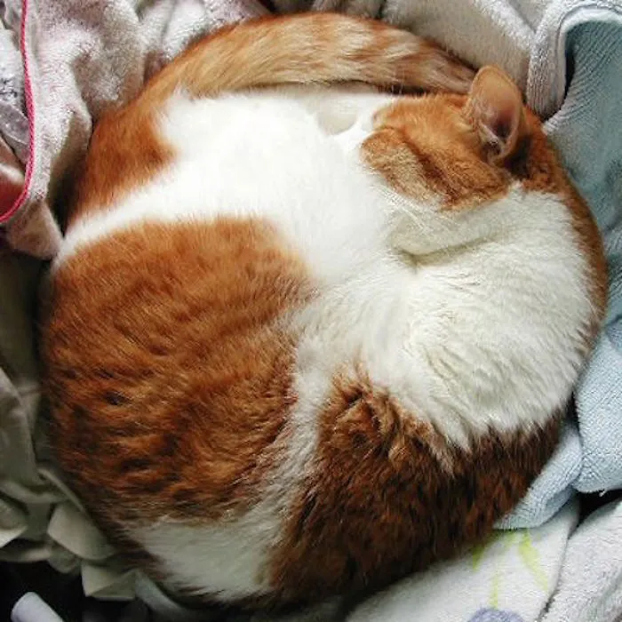 A Collection Of Perfectly Round Cats