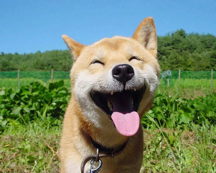 201 Smiling Animals That Will Instantly Make You Smile