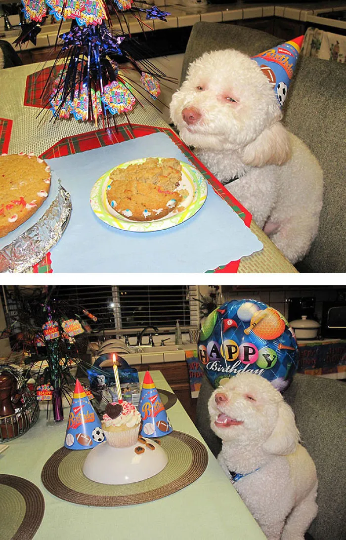 201 Smiling Animals That Will Instantly Make You Smile