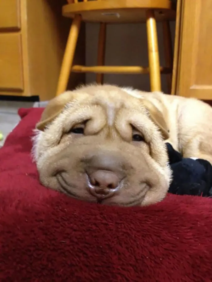 201 Smiling Animals That Will Instantly Make You Smile