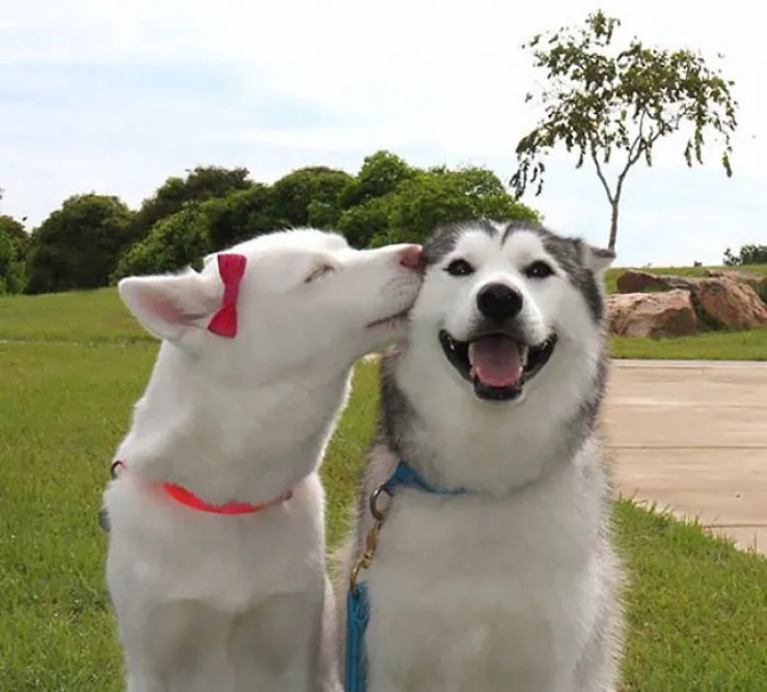 201 Smiling Animals That Will Instantly Make You Smile