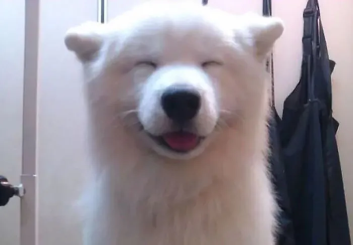 201 Smiling Animals That Will Instantly Make You Smile