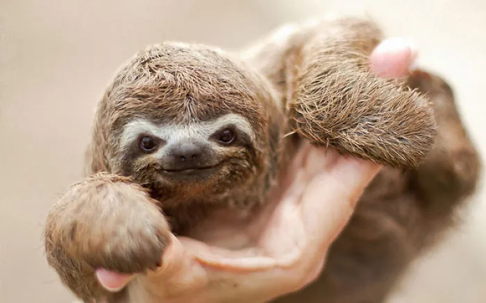 201 Smiling Animals That Will Instantly Make You Smile