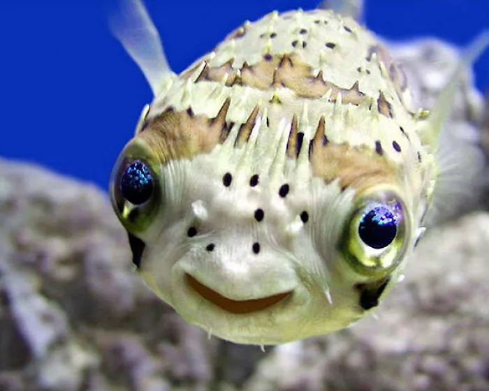 201 Smiling Animals That Will Instantly Make You Smile