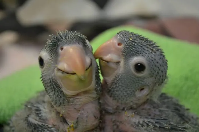 201 Smiling Animals That Will Instantly Make You Smile