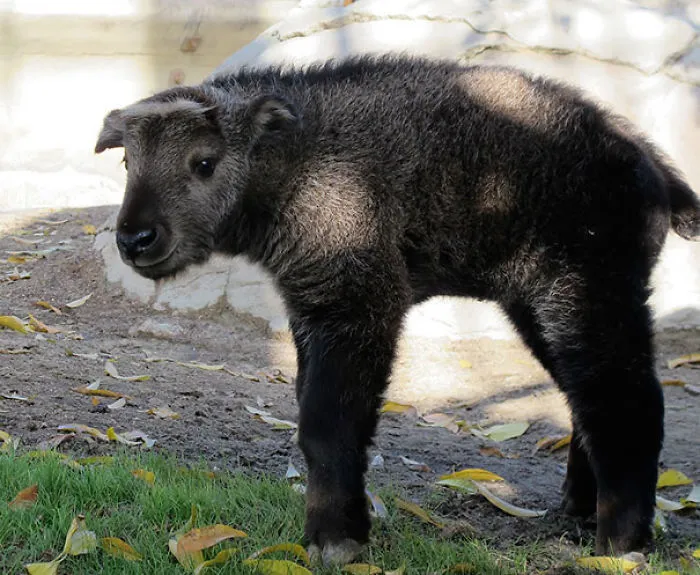 201 Smiling Animals That Will Instantly Make You Smile