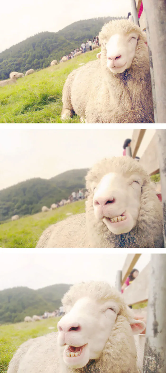201 Smiling Animals That Will Instantly Make You Smile
