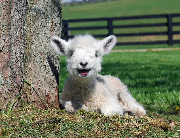201 Smiling Animals That Will Instantly Make You Smile
