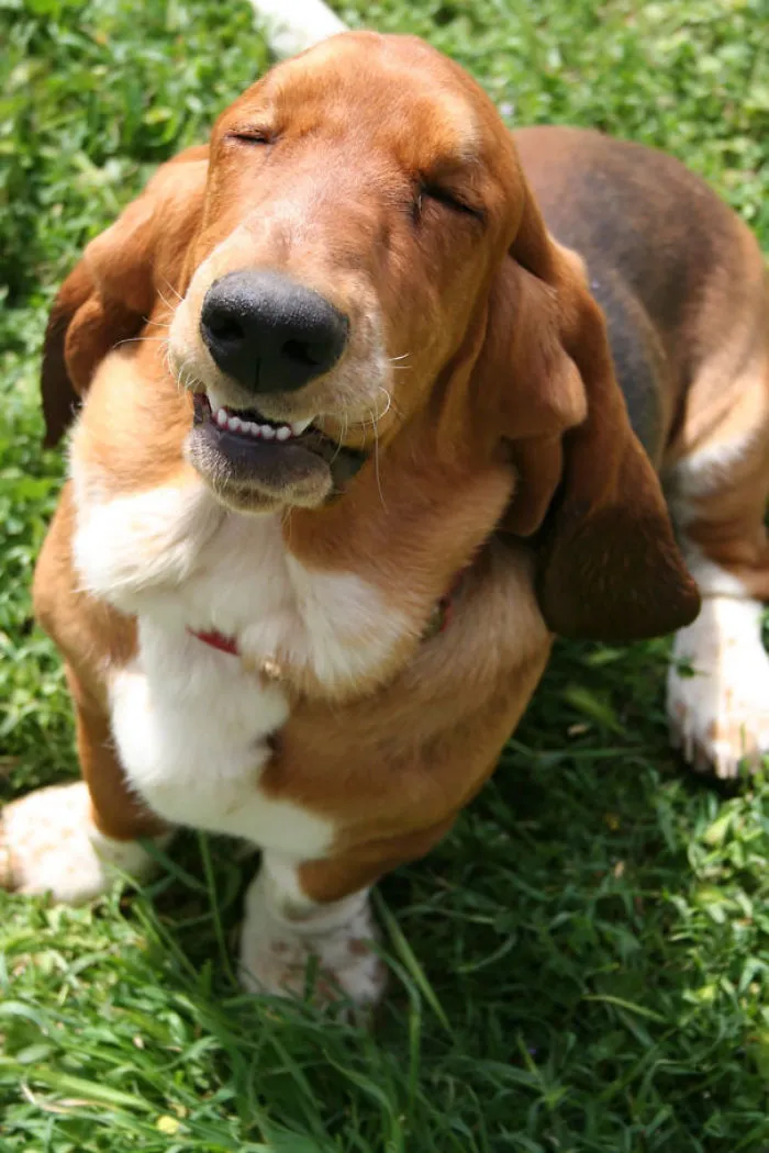 201 Smiling Animals That Will Instantly Make You Smile