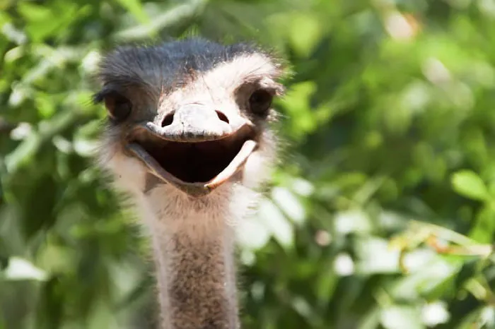 201 Smiling Animals That Will Instantly Make You Smile