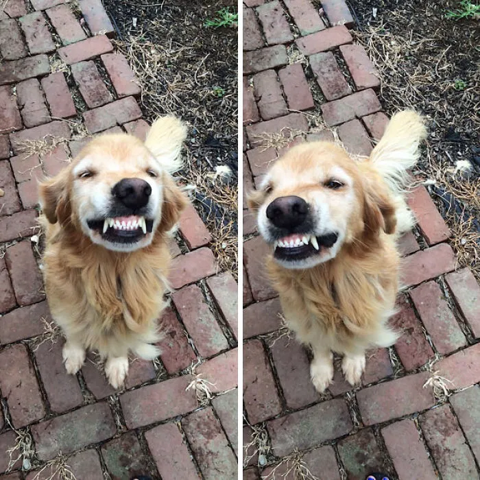201 Smiling Animals That Will Instantly Make You Smile