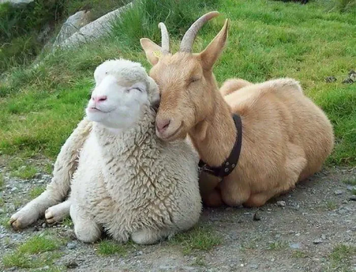 201 Smiling Animals That Will Instantly Make You Smile