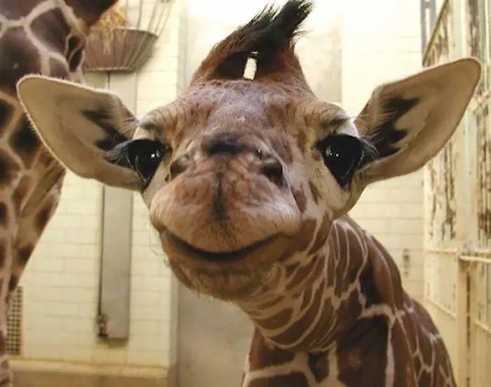 201 Smiling Animals That Will Instantly Make You Smile