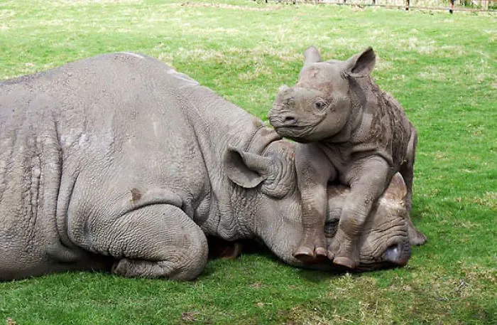 201 Smiling Animals That Will Instantly Make You Smile