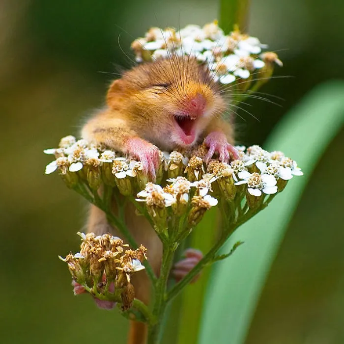 201 Smiling Animals That Will Instantly Make You Smile