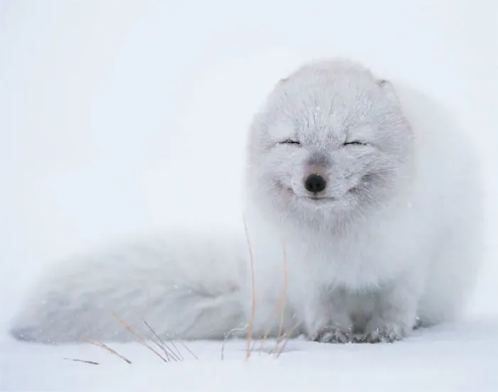 201 Smiling Animals That Will Instantly Make You Smile