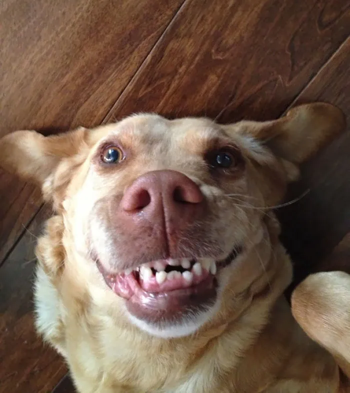 201 Smiling Animals That Will Instantly Make You Smile