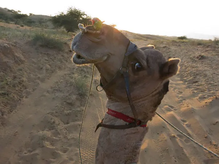 201 Smiling Animals That Will Instantly Make You Smile