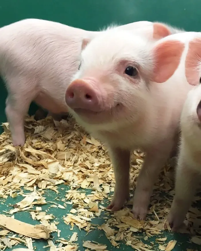 201 Smiling Animals That Will Instantly Make You Smile