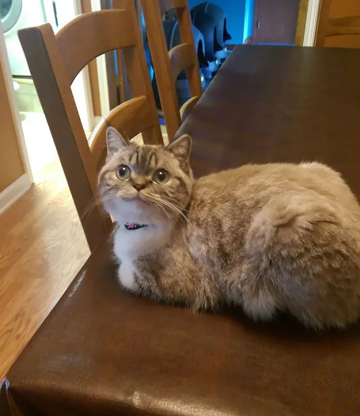 201 Smiling Animals That Will Instantly Make You Smile